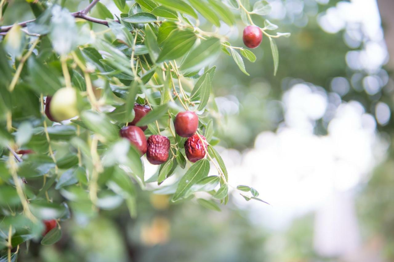 Almond Trees Cottage Divarata Екстер'єр фото